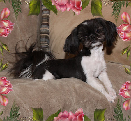 Tye - Chinese Imperial Shih Tzu Stud